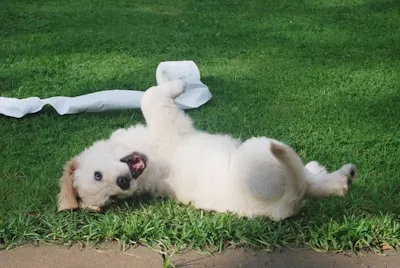 A dog rolling in the grass with a roll of toilet paper.