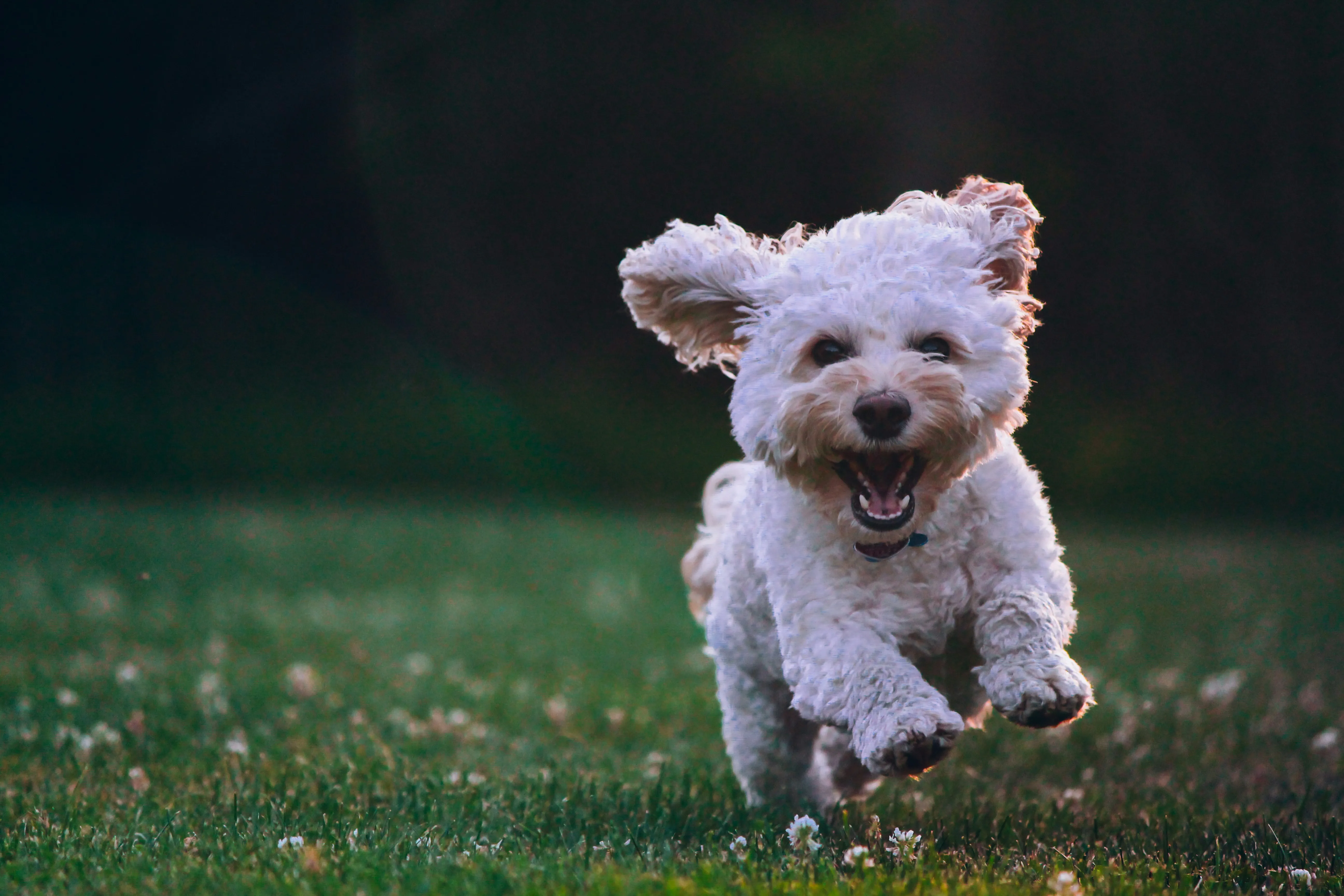 A dog that is very happy he is going to have a poop-free yard!