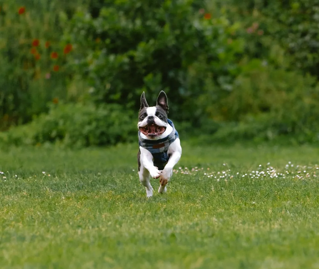 A happy dog jumping for joy in a clean yard.