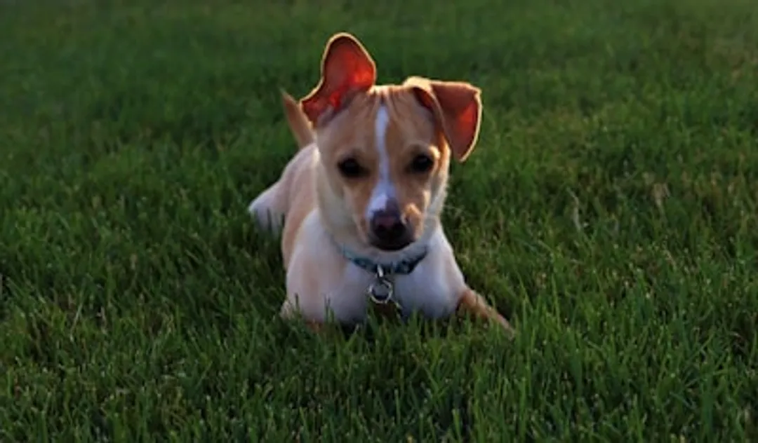 A small dog searching for the perfect place to poop on a green lawn.