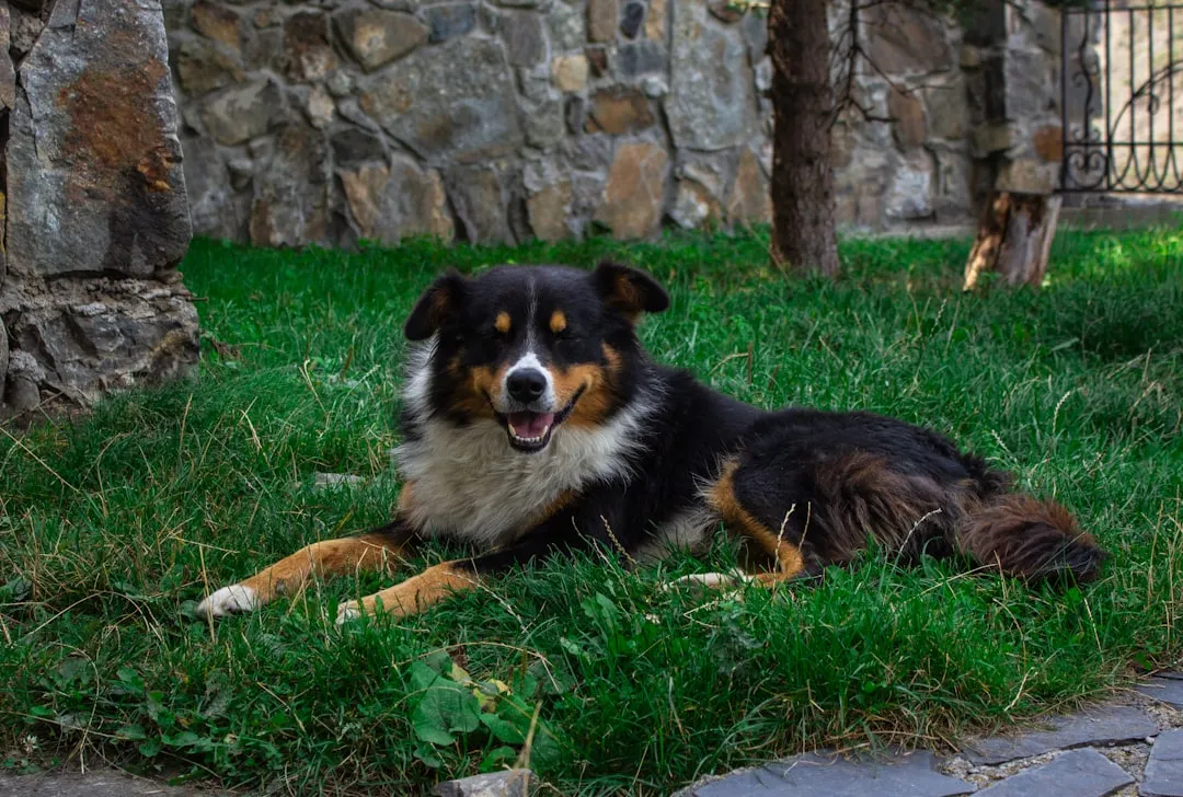 A happy dog laying in freshly poop-scooped grass.