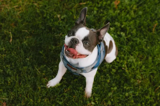 A happy dog enjoying poo-free grass.