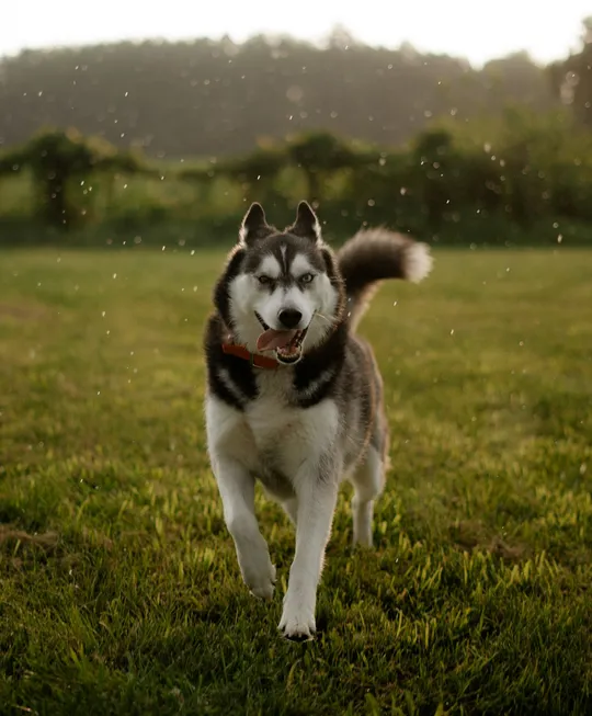 A happy Husky enjoying clean grass.