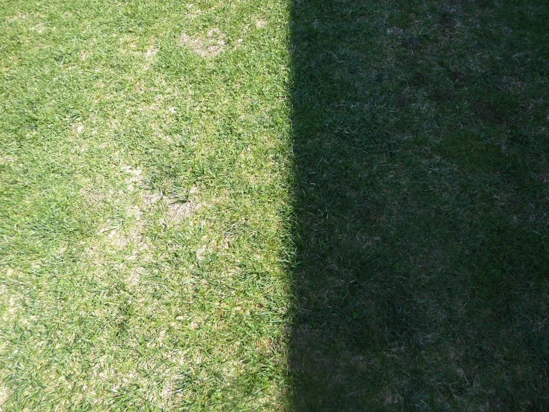 Clean patch of grass after being scooped.